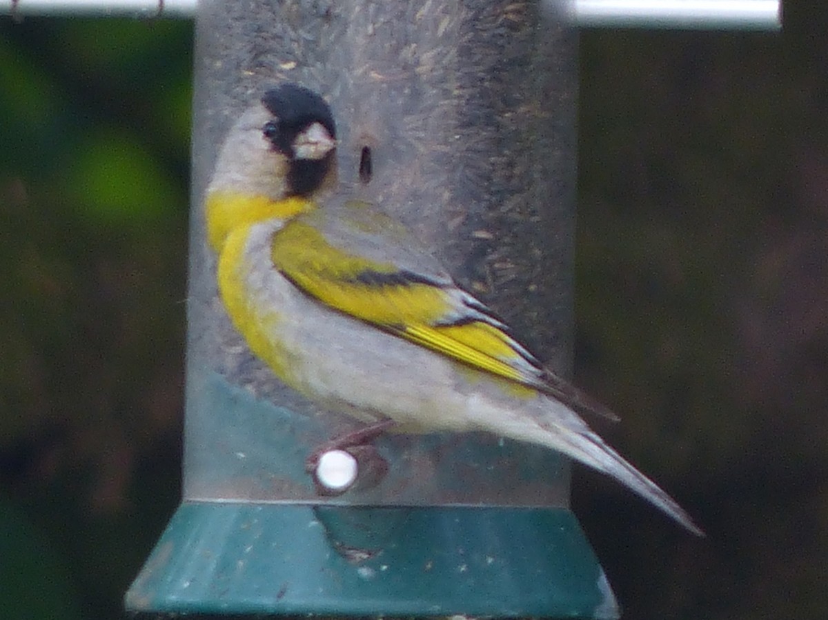 Lawrence's Goldfinch - ML60500521