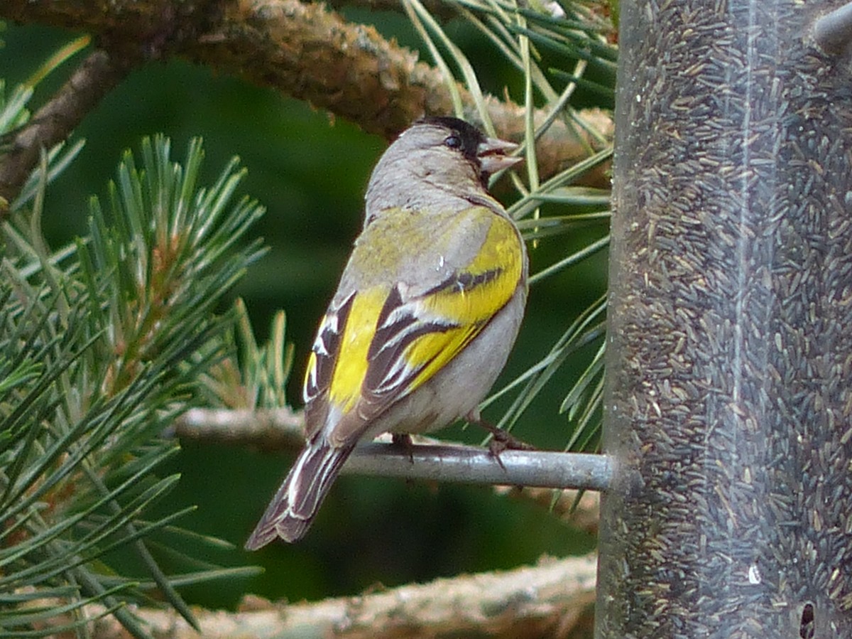 Lawrence's Goldfinch - ML60500561