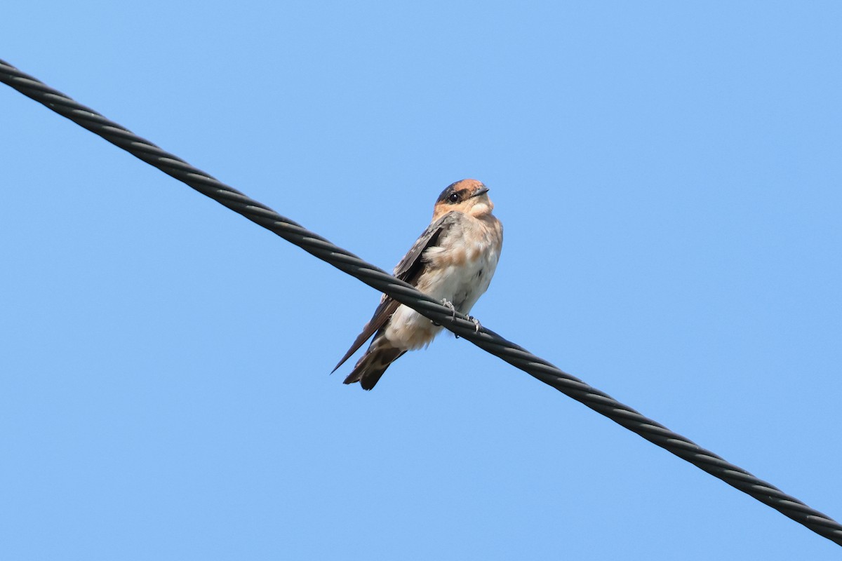 Cave Swallow - ML605005991
