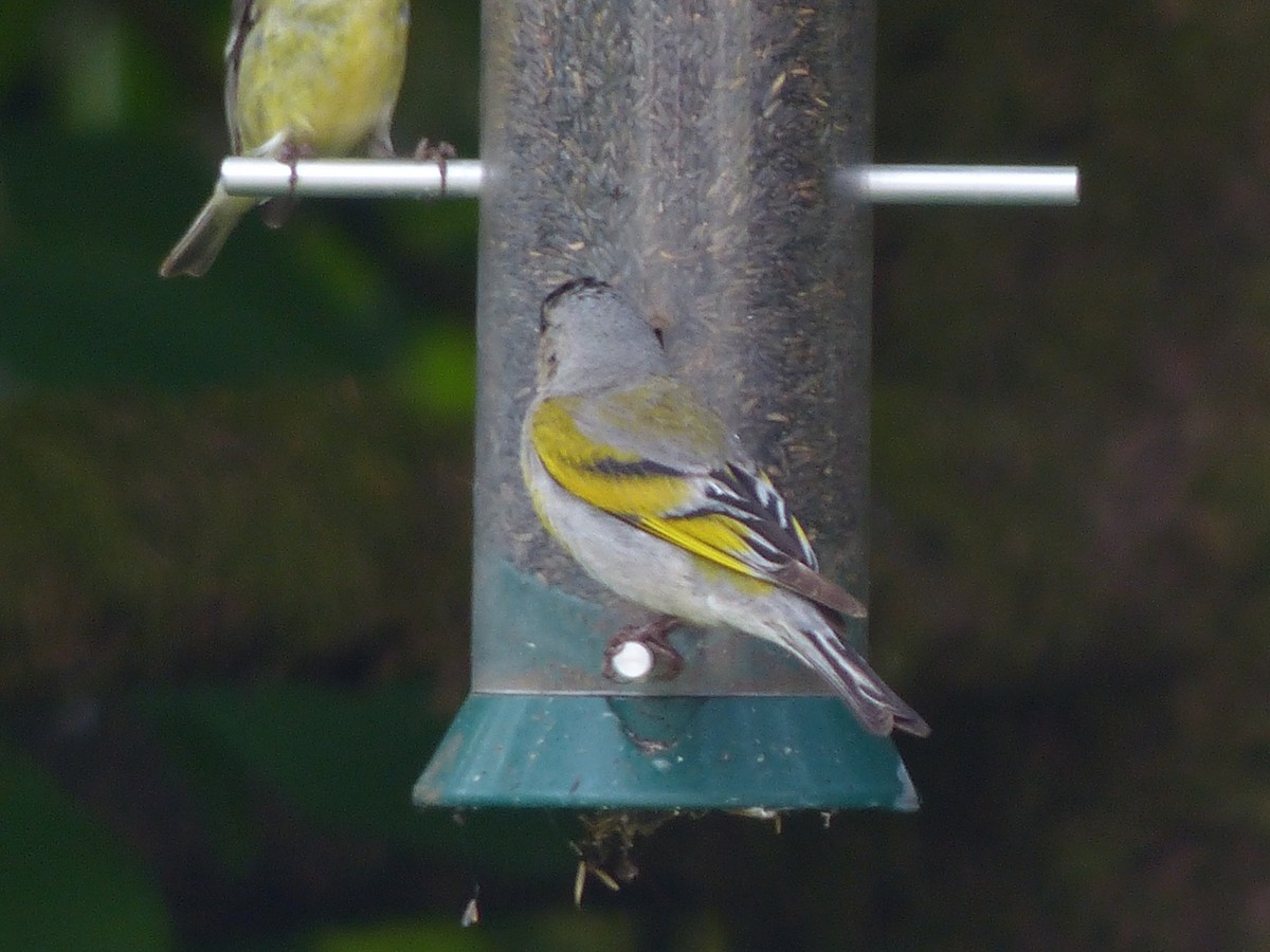 Lawrence's Goldfinch - ML60500621