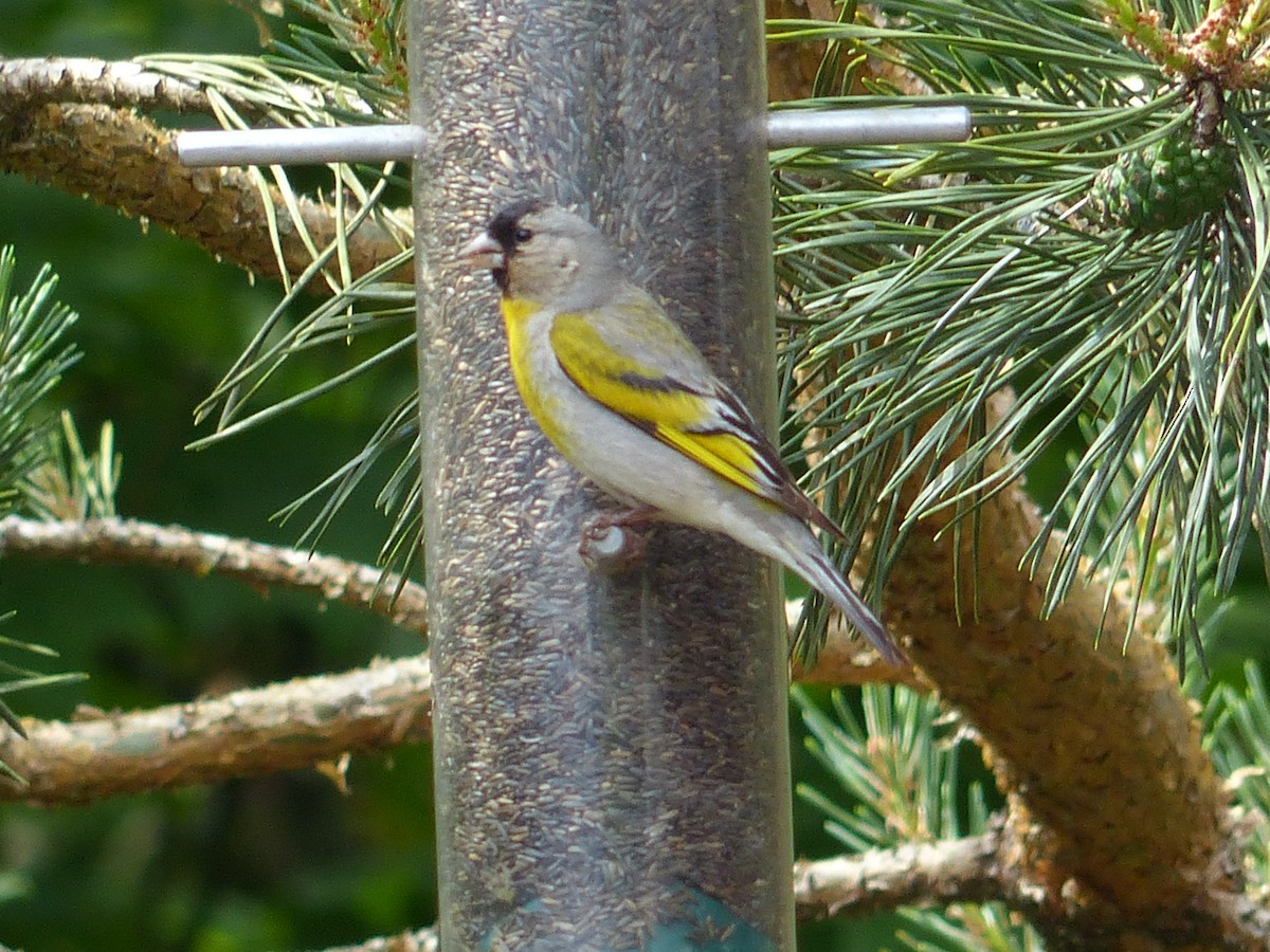 Lawrence's Goldfinch - ML60500631