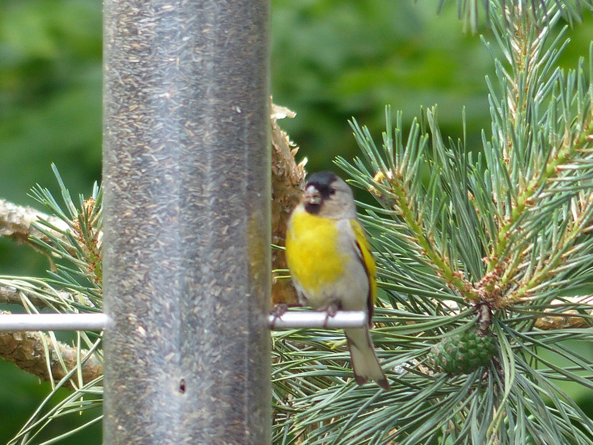 Lawrence's Goldfinch - ML60500641
