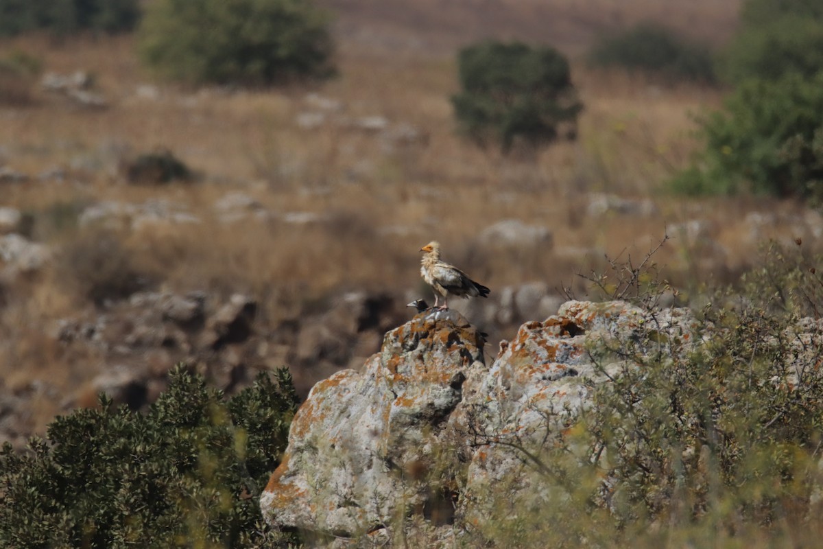 Egyptian Vulture - ML605009151