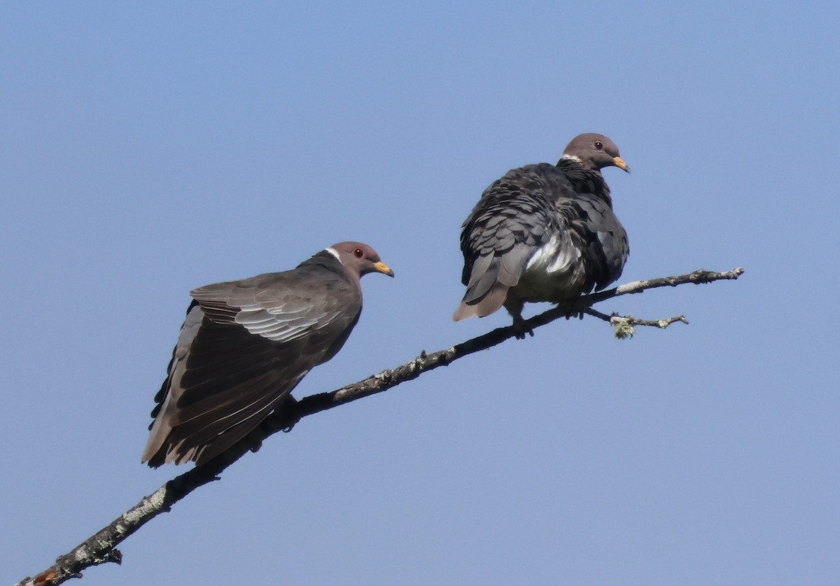 Band-tailed Pigeon - ML605010261