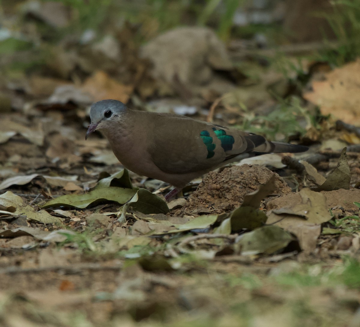 Emerald-spotted Wood-Dove - ML605011631