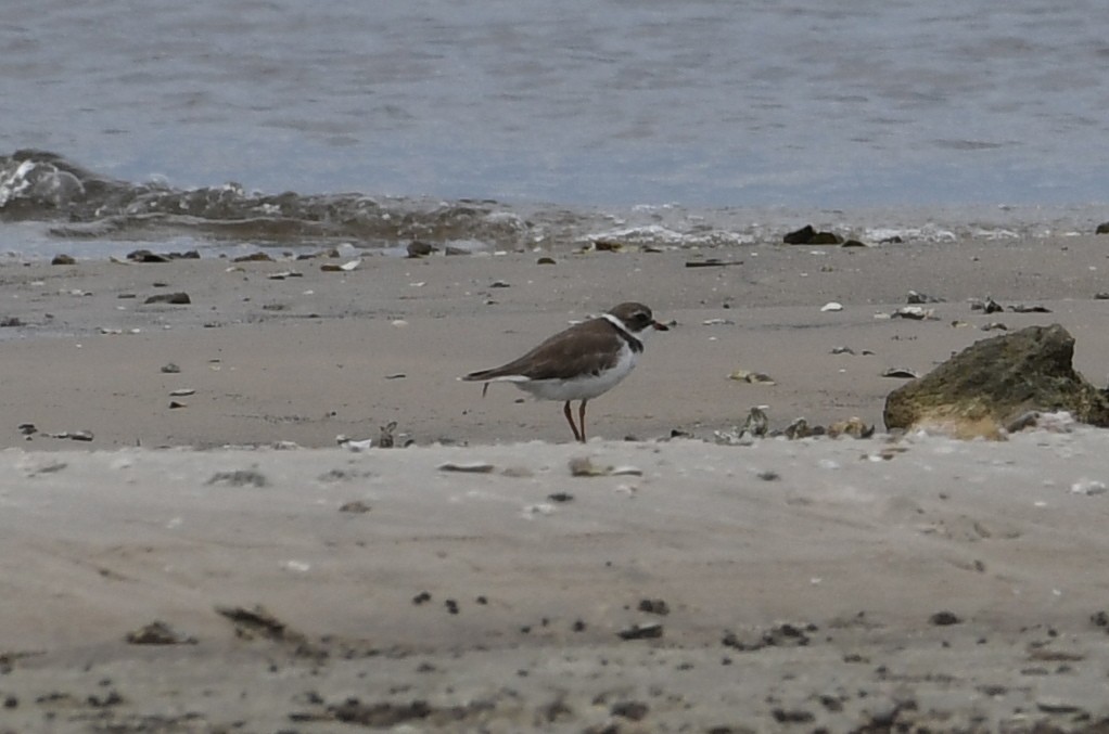 Semipalmated Plover - ML60501611