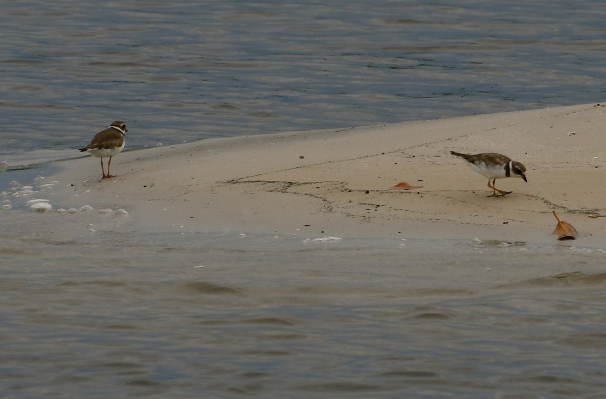Semipalmated Plover - ML60501631