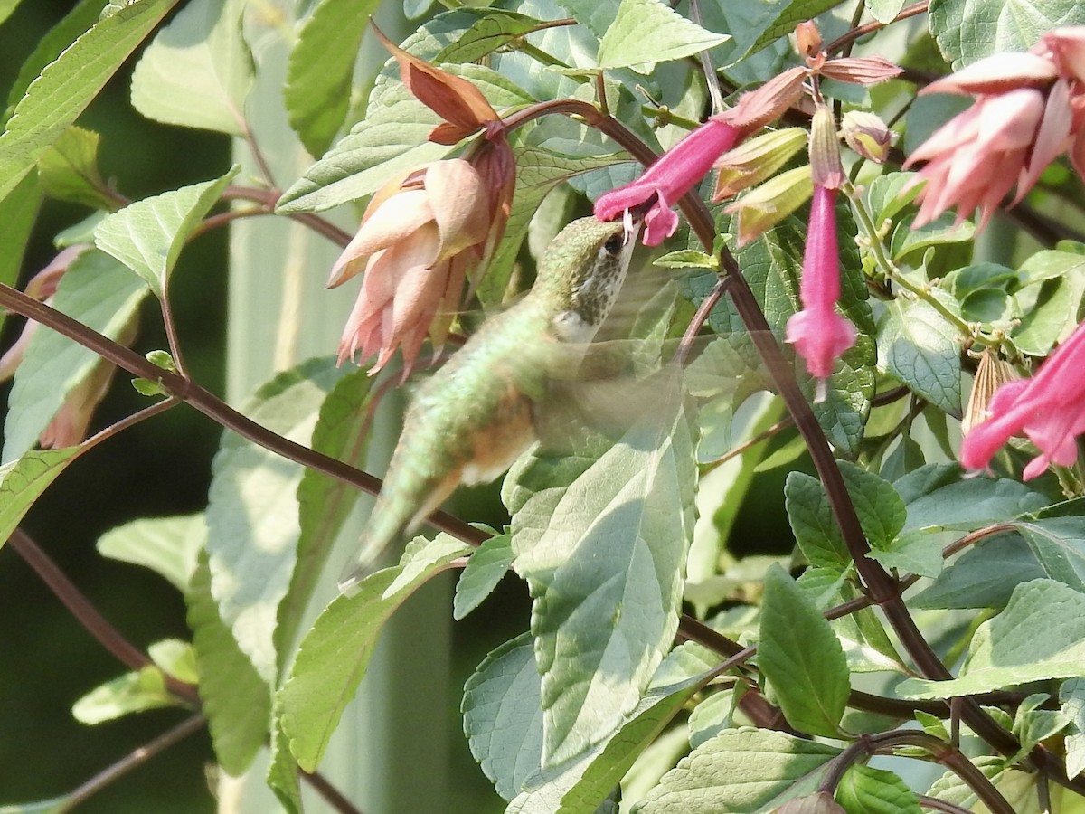 Rufous Hummingbird - ML605017281
