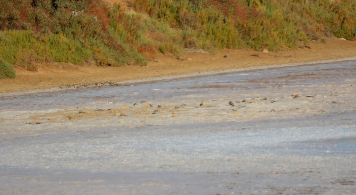 Common Ringed Plover - ML605017301