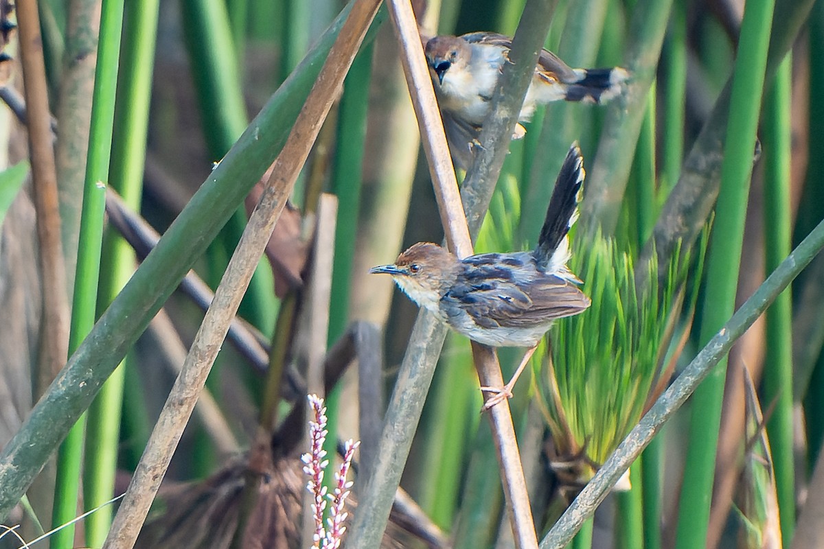 Carruthers's Cisticola - ML605018401