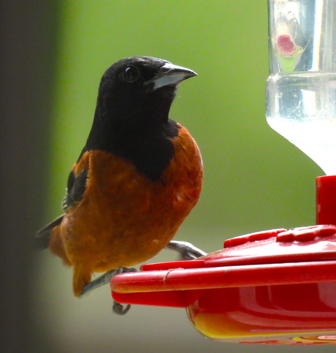 Orchard Oriole - ML605018421