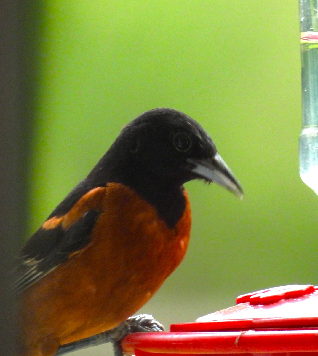 Orchard Oriole - ML605018431