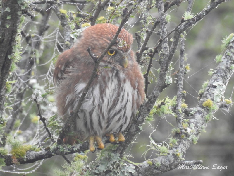 Ferruginous Pygmy-Owl - ML60501971