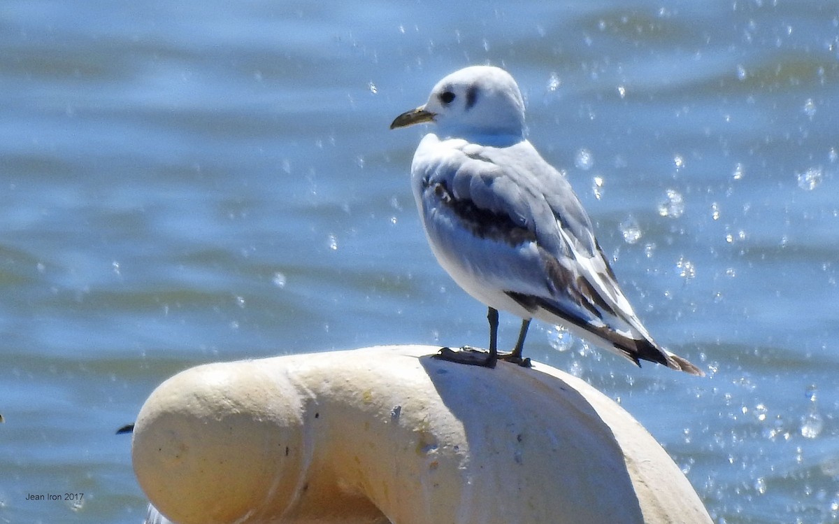 Mouette tridactyle - ML60502191