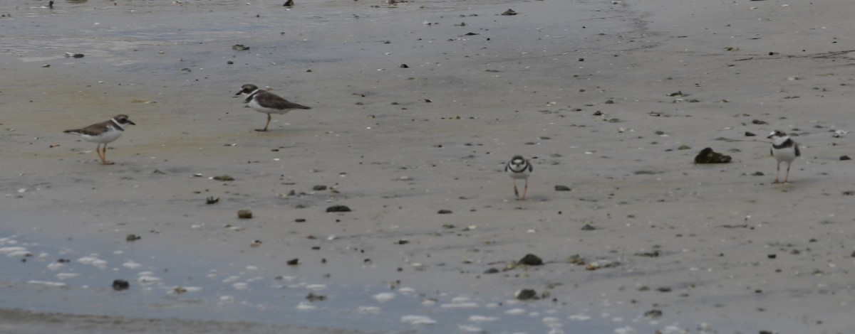 Semipalmated Plover - ML60502301