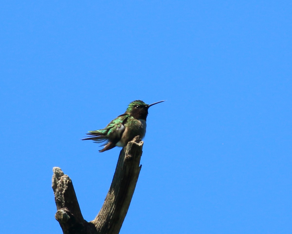 Ruby-throated Hummingbird - Keri Charles