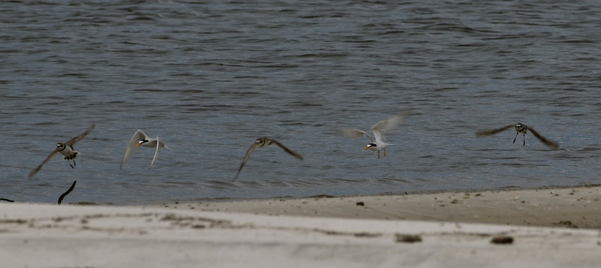 Semipalmated Plover - ML60502341