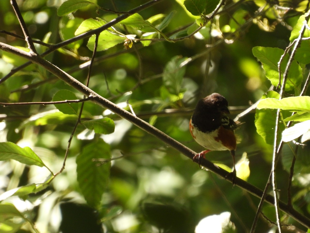 Spotted Towhee - ML605023931