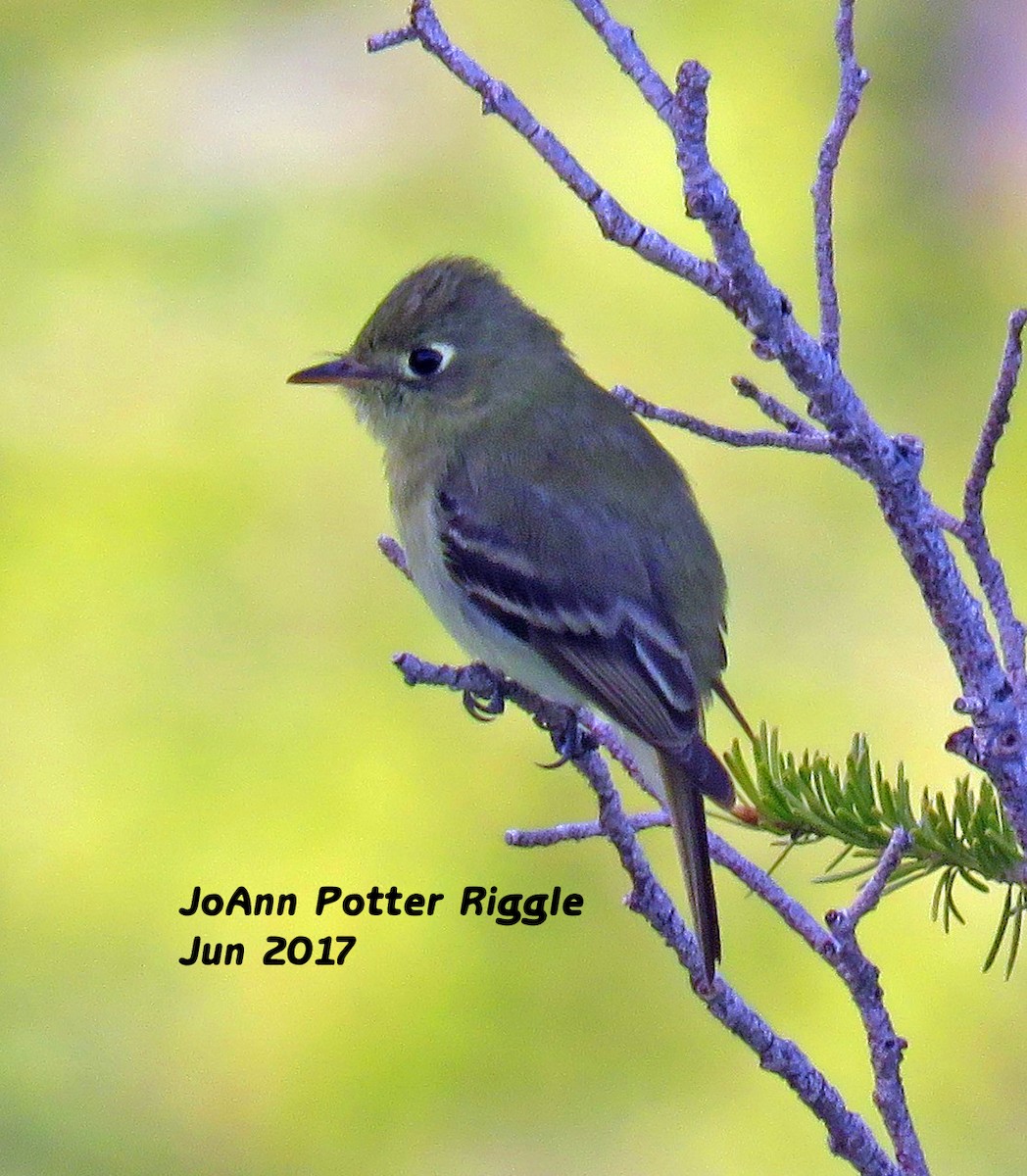 Western Flycatcher (Cordilleran) - JoAnn Potter Riggle 🦤