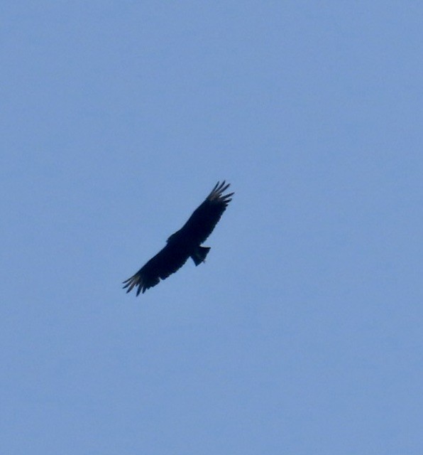 Black Vulture - ML605024901