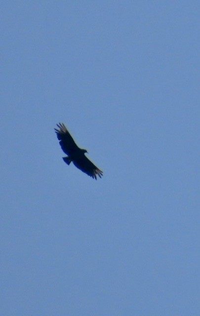 Black Vulture - ML605024911