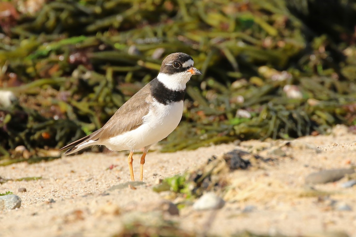 Semipalmated Plover - ML605028181