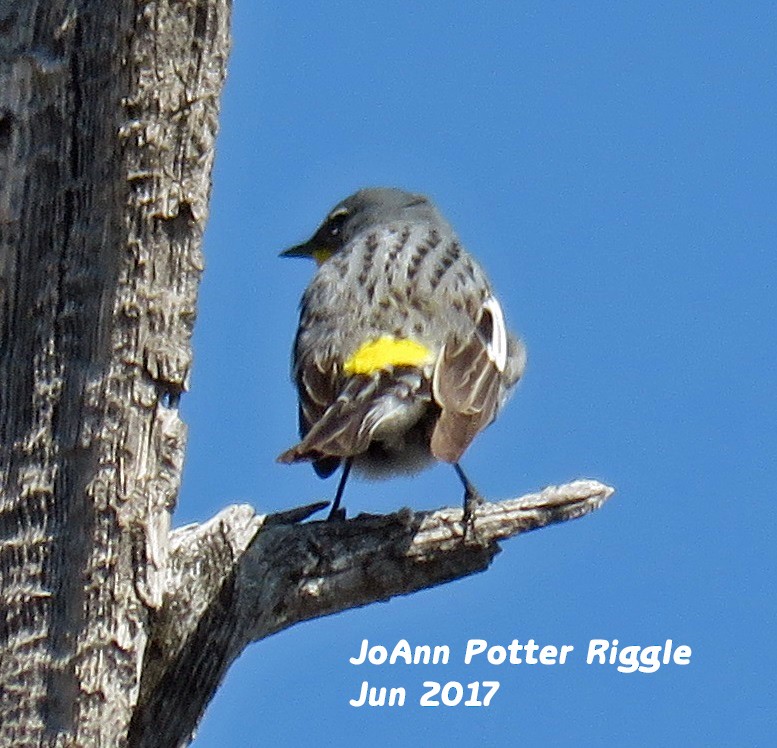 Yellow-rumped Warbler (Audubon's) - ML60502921
