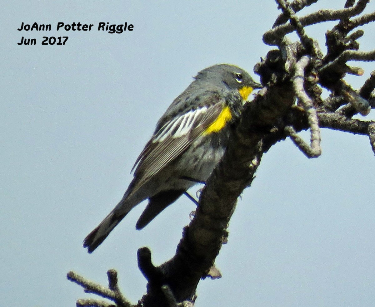 Yellow-rumped Warbler (Audubon's) - ML60502971
