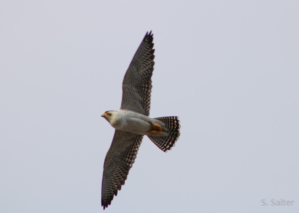 Peregrine Falcon (South American) - ML605031351