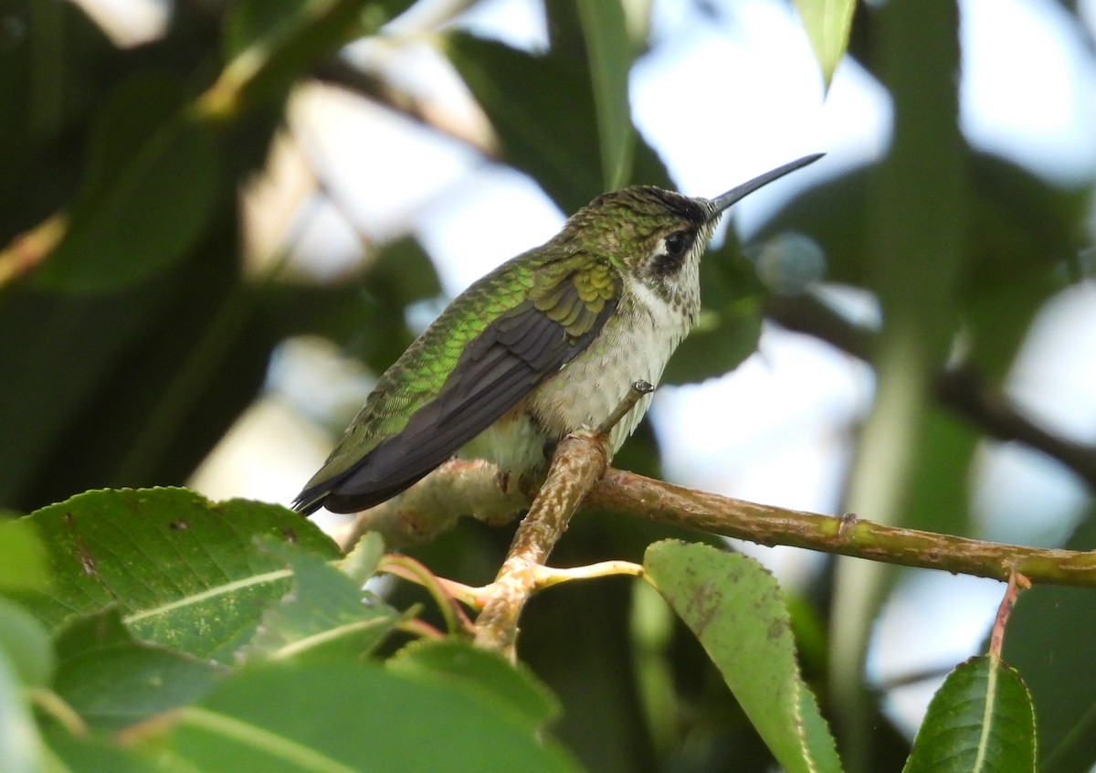 Ruby-throated Hummingbird - ML605031771