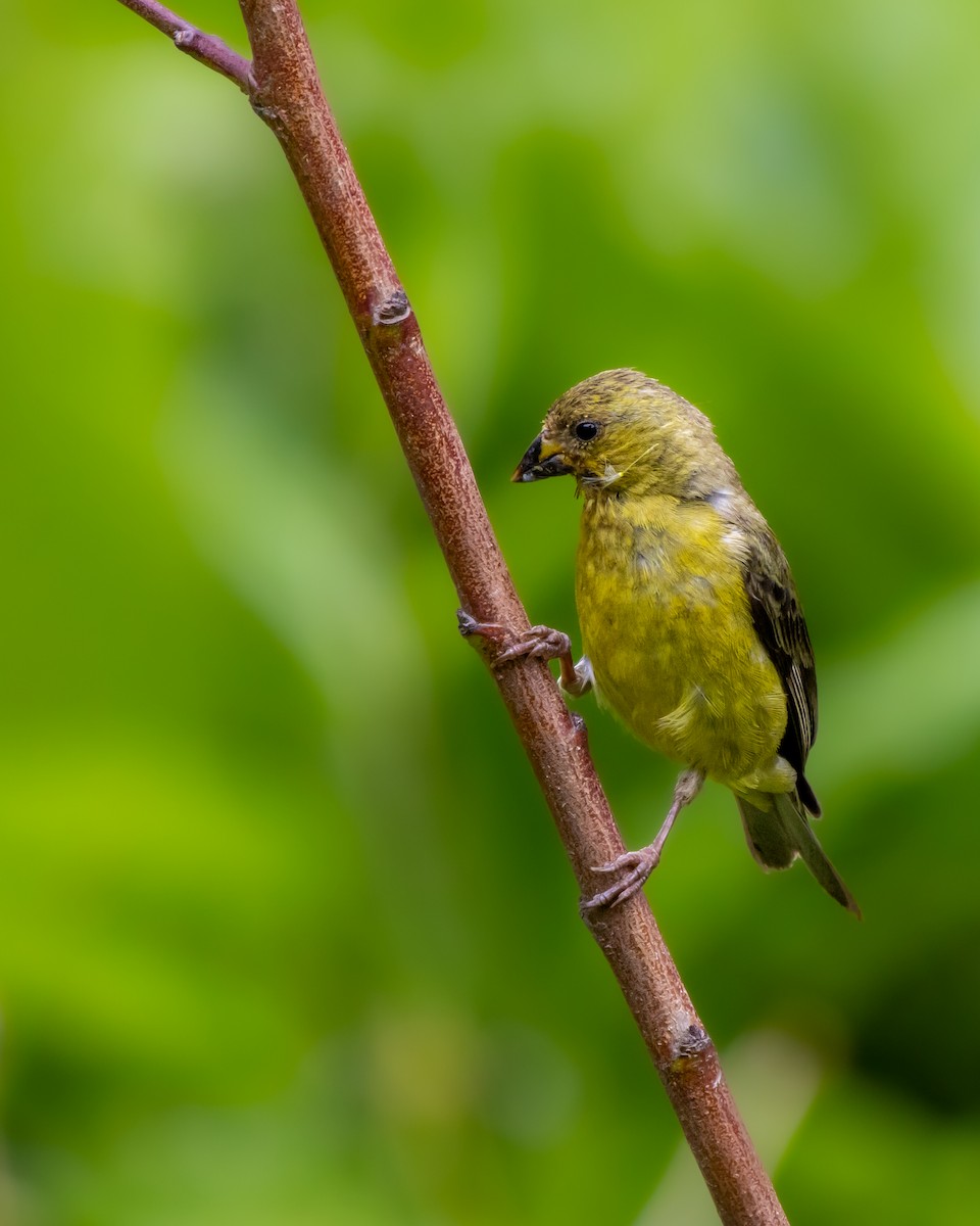 Lesser Goldfinch - Vikram S