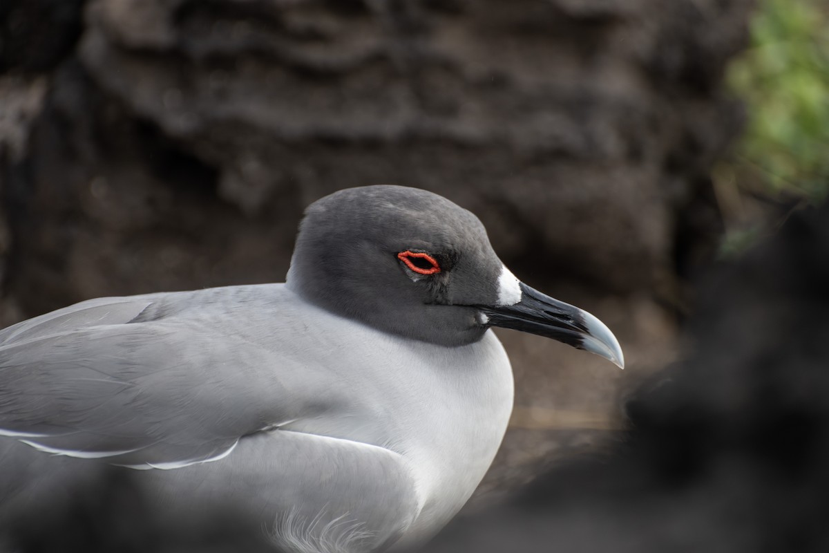 Swallow-tailed Gull - ML605033611