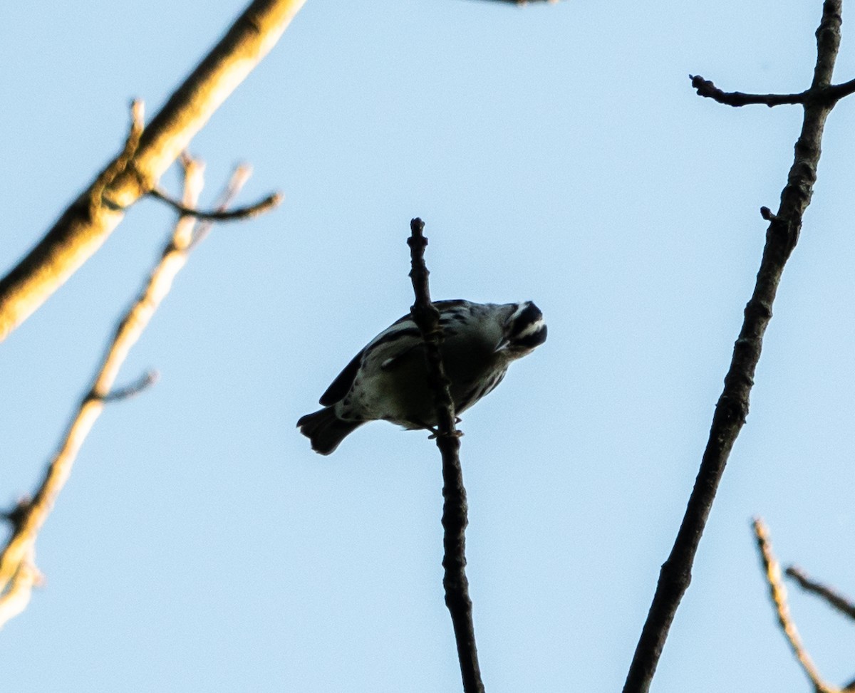 Black-and-white Warbler - ML605036431