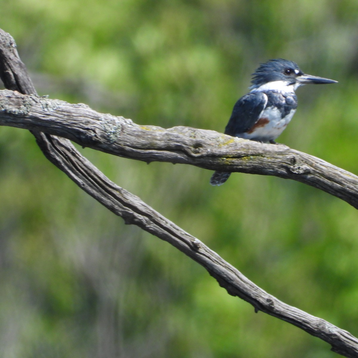 Belted Kingfisher - ML605038221