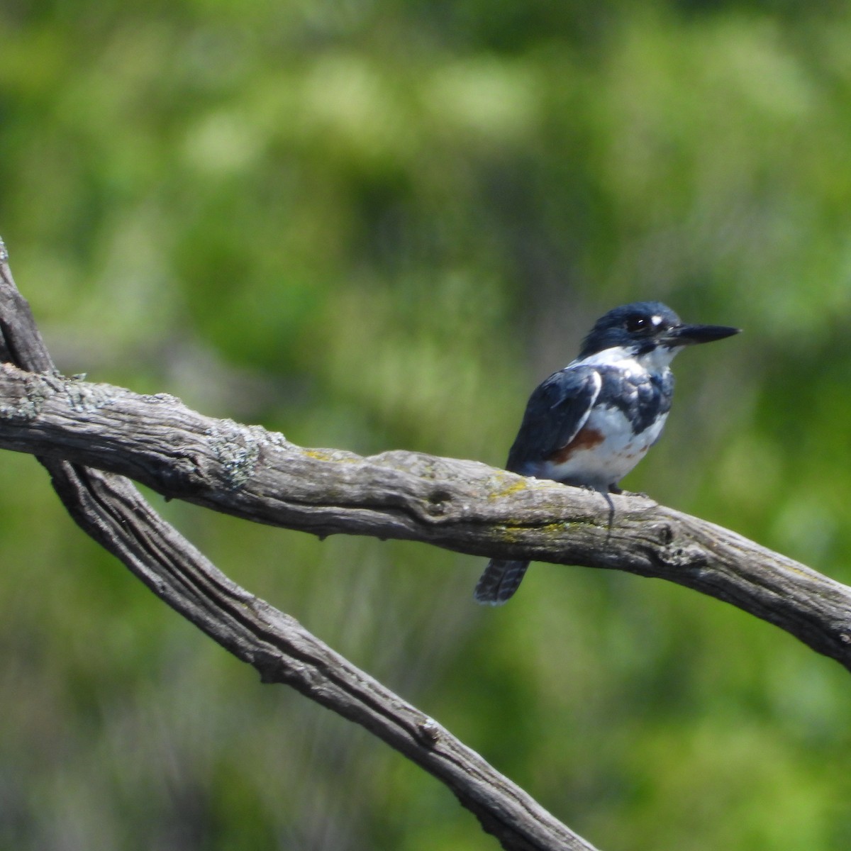 Belted Kingfisher - ML605038341