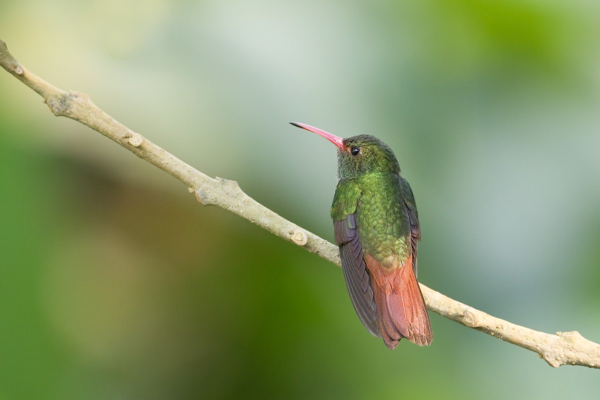 Rufous-tailed Hummingbird - Michel Gutierrez