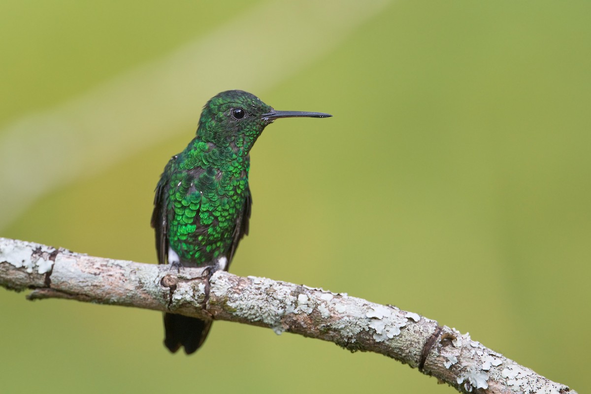 Steely-vented Hummingbird - Michel Gutierrez