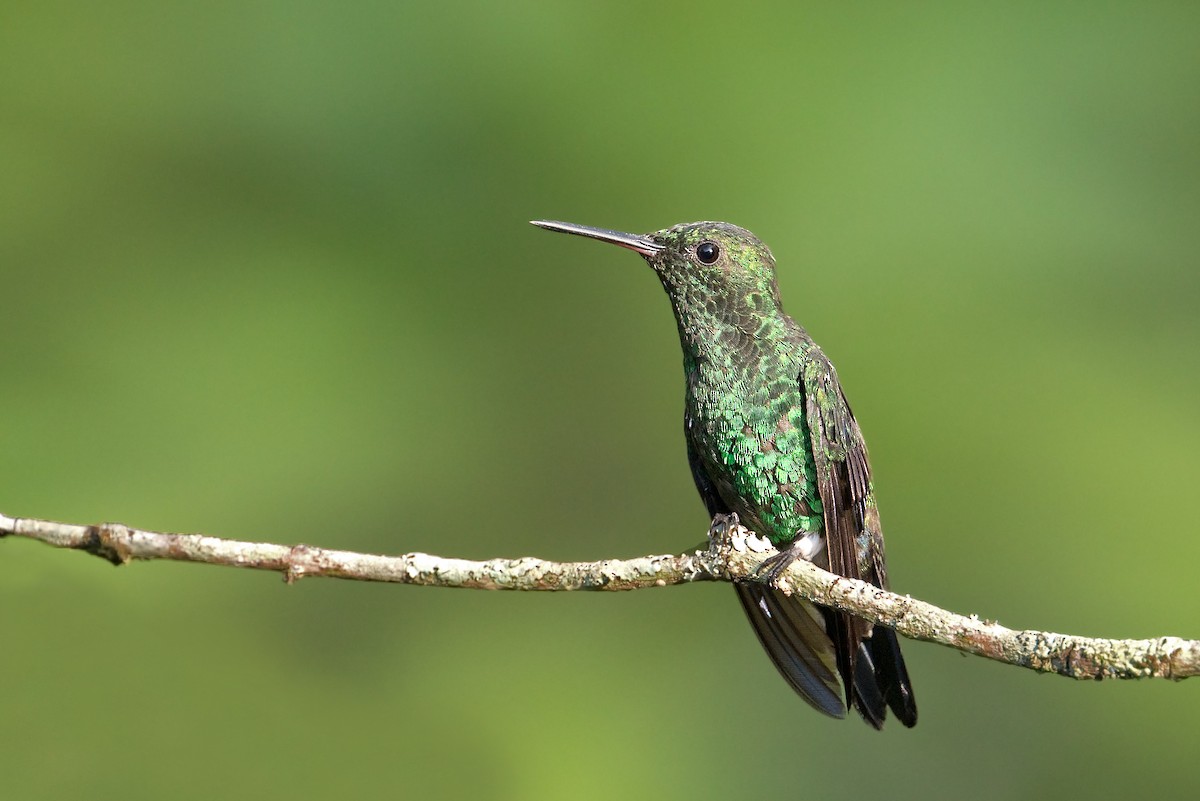 Steely-vented Hummingbird - Michel Gutierrez