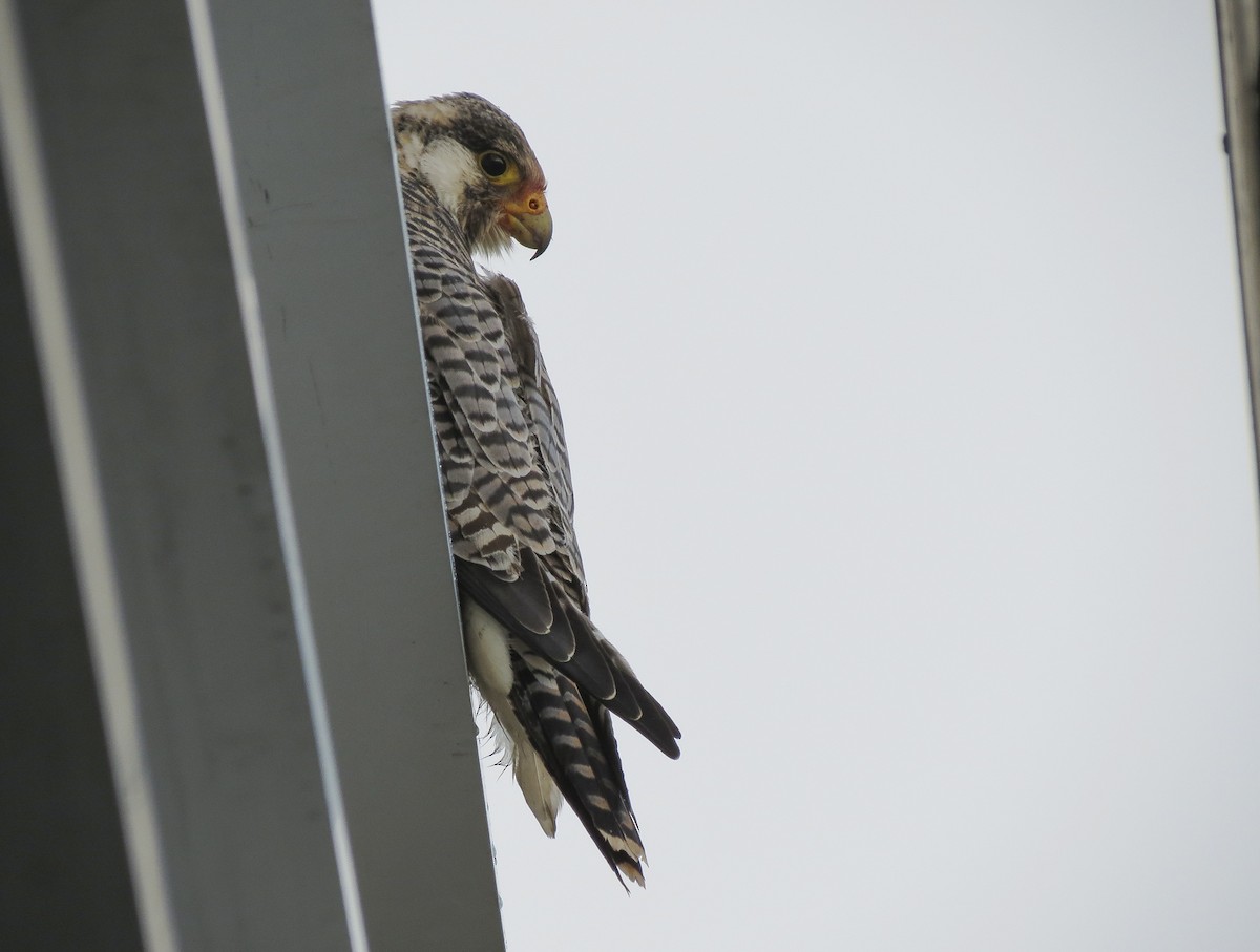 Peregrine Falcon (South American) - ML605047971