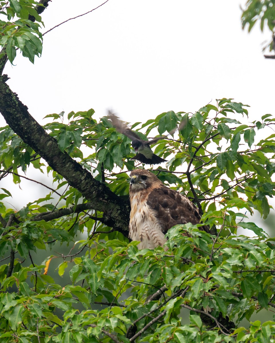 Red-tailed Hawk - ML605050851