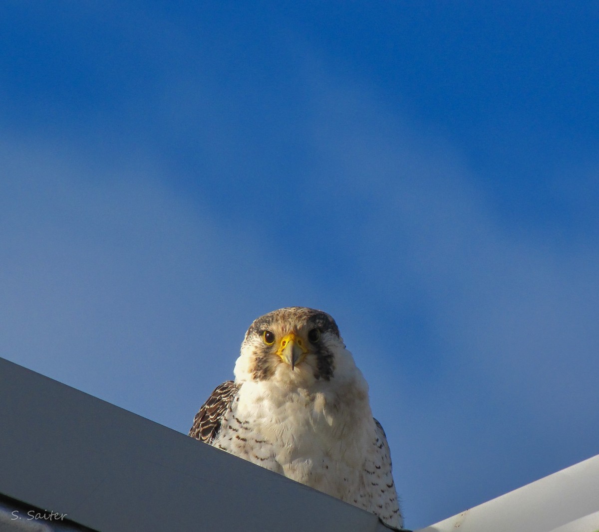 Peregrine Falcon (South American) - ML605051041