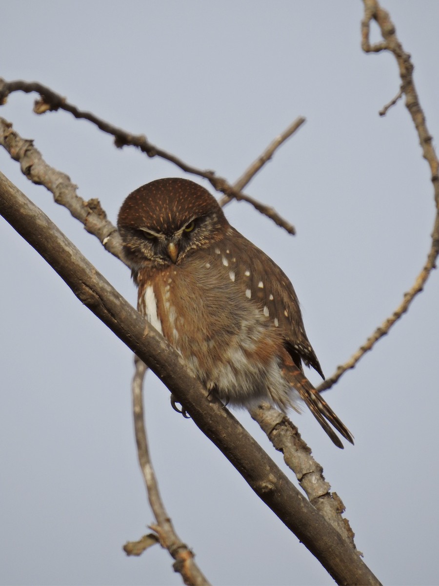 Austral Pygmy-Owl - Paloma Lazo
