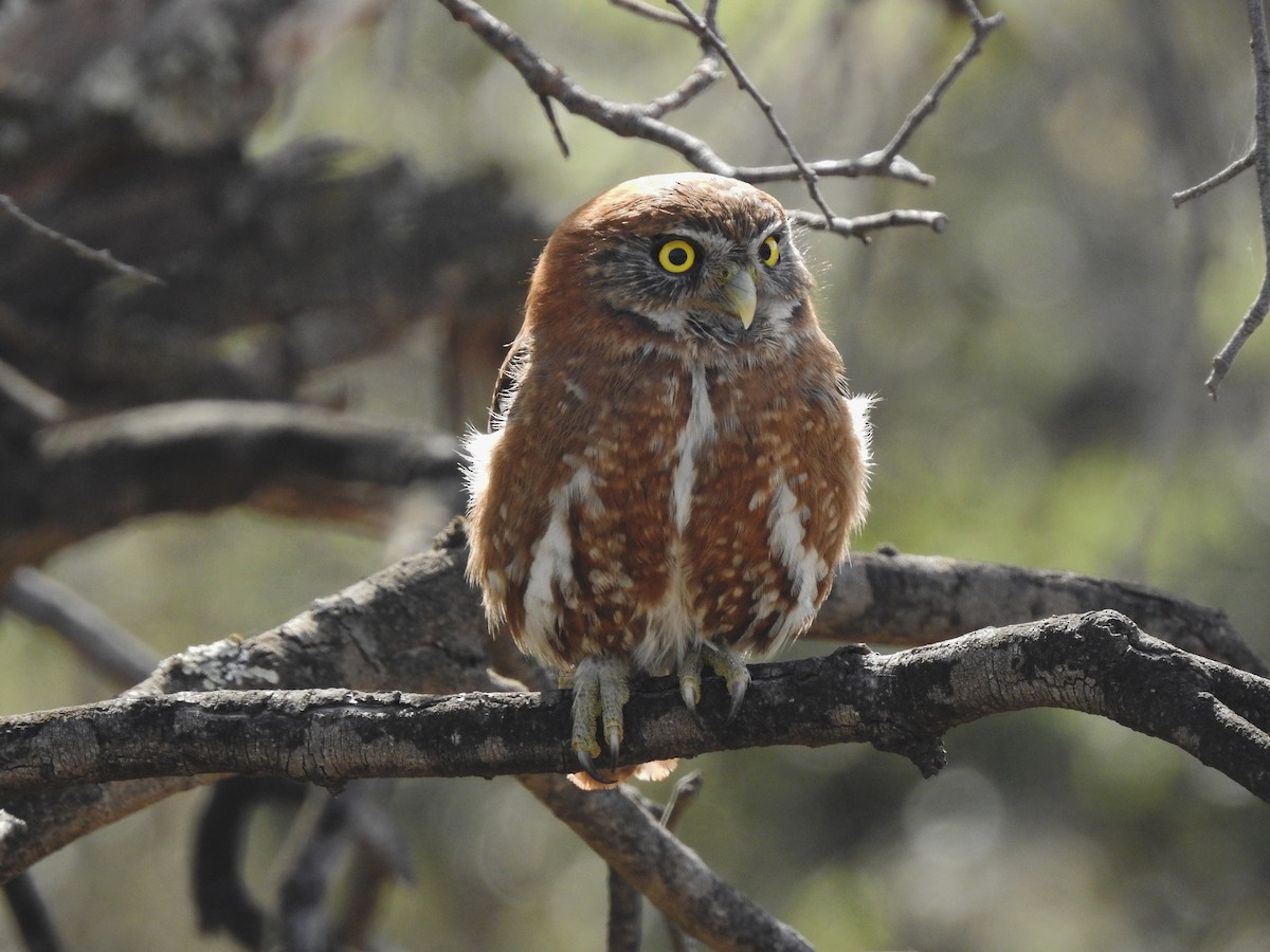 Austral Pygmy-Owl - ML605059501