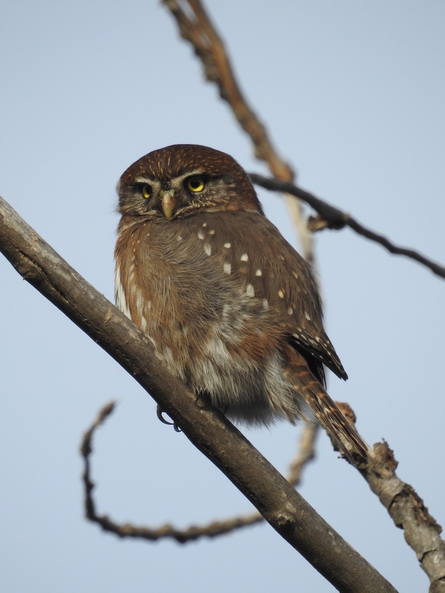 Austral Pygmy-Owl - Paloma Lazo
