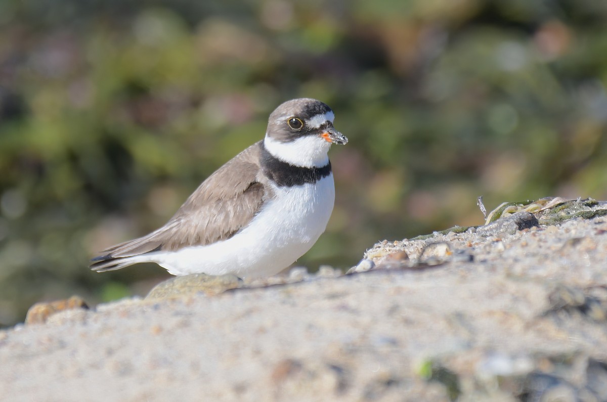 Semipalmated Plover - ML605059791