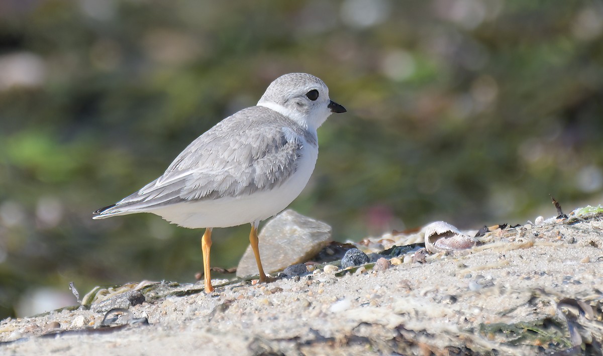Piping Plover - ML605060011