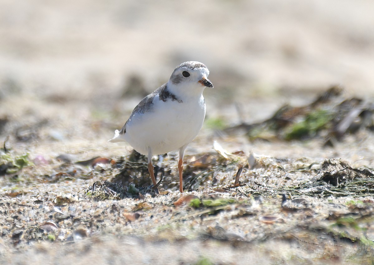 Piping Plover - ML605060031