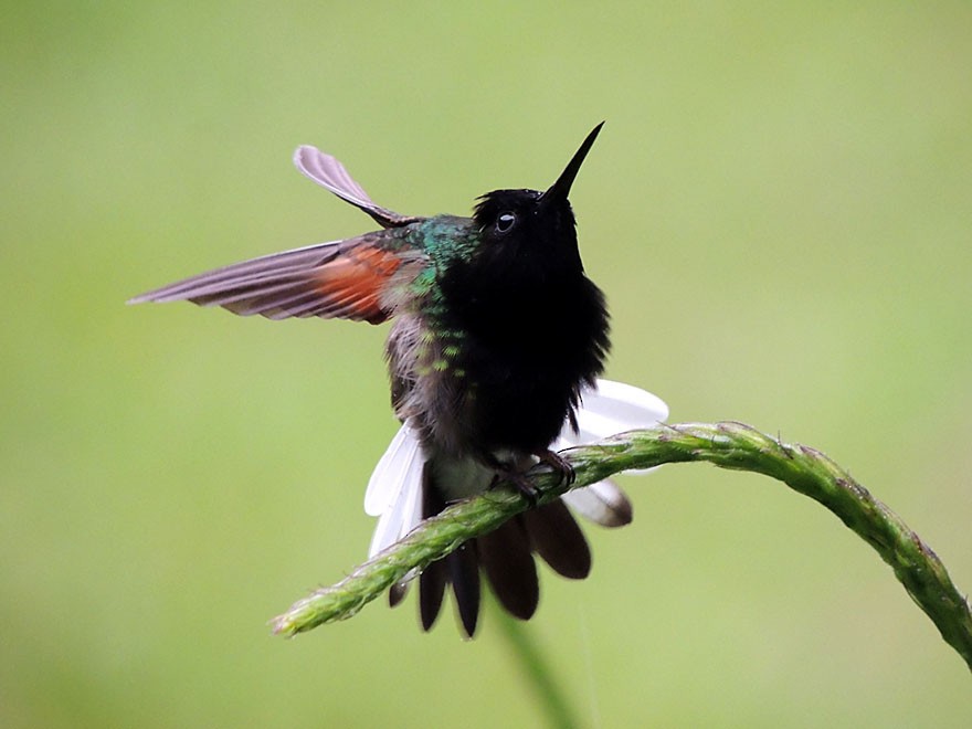 Black-bellied Hummingbird - ML60506131