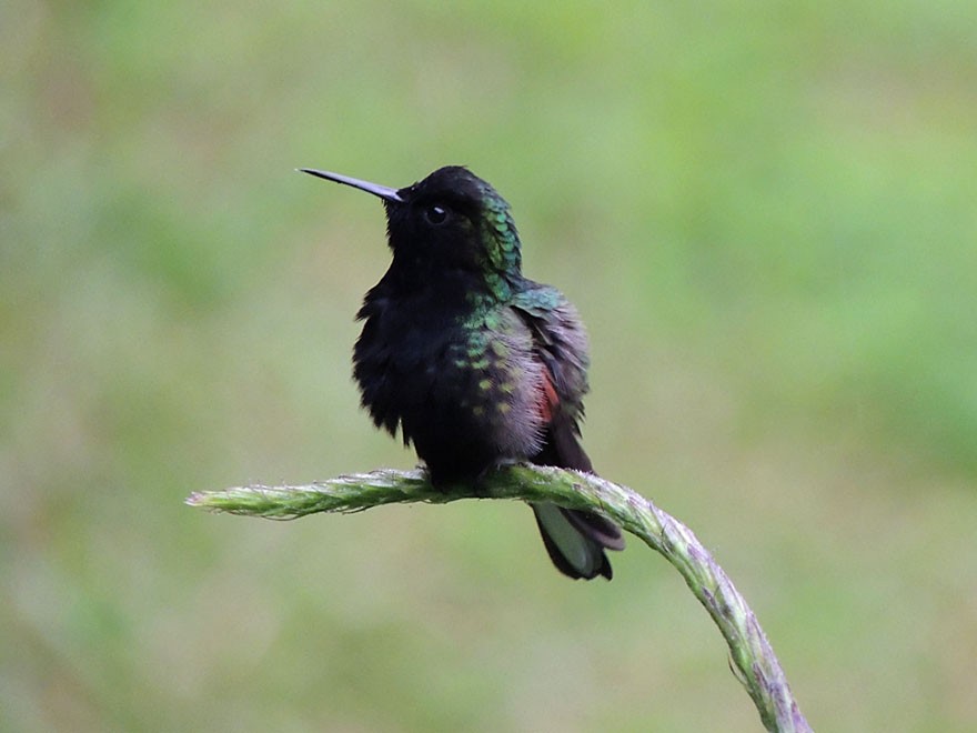 Black-bellied Hummingbird - ML60506151