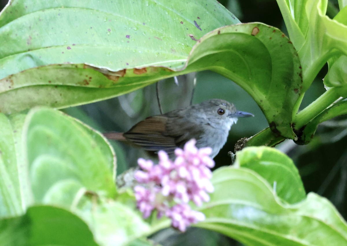 Sulawesi Babbler - ML605068501